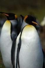 Königspinguin (54 von 84).jpg